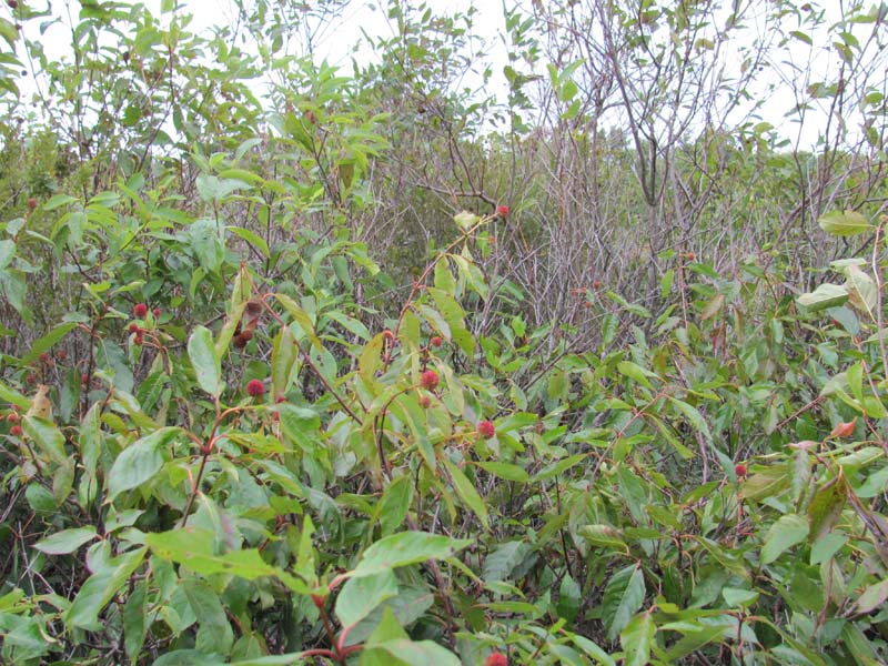 Buttonbush wetland